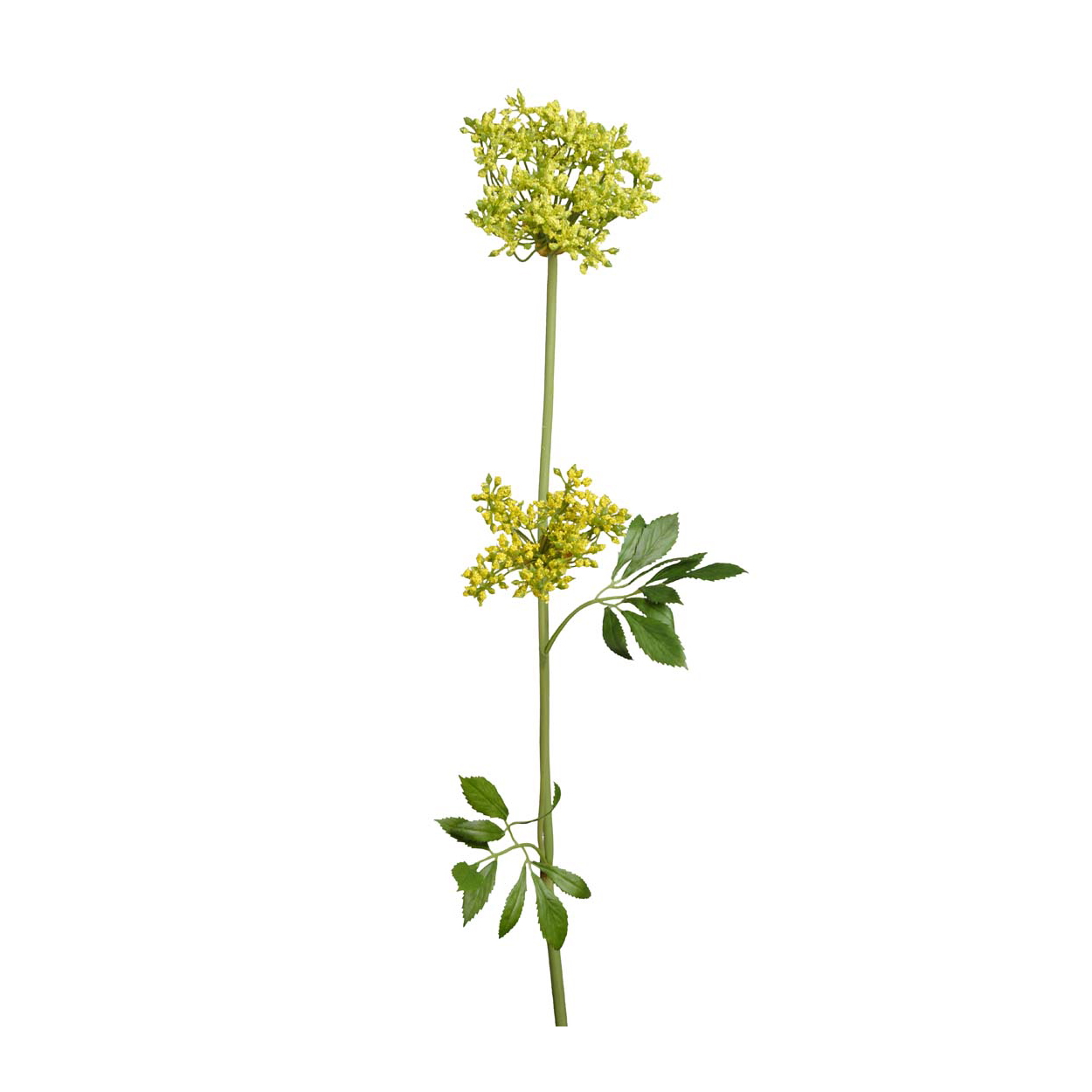 Konstväxt Allium 70 cm gul